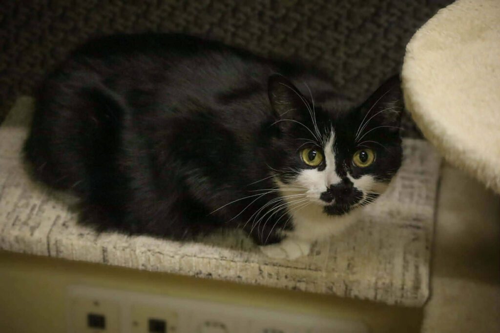 A black and white cat is sitting on a shelf