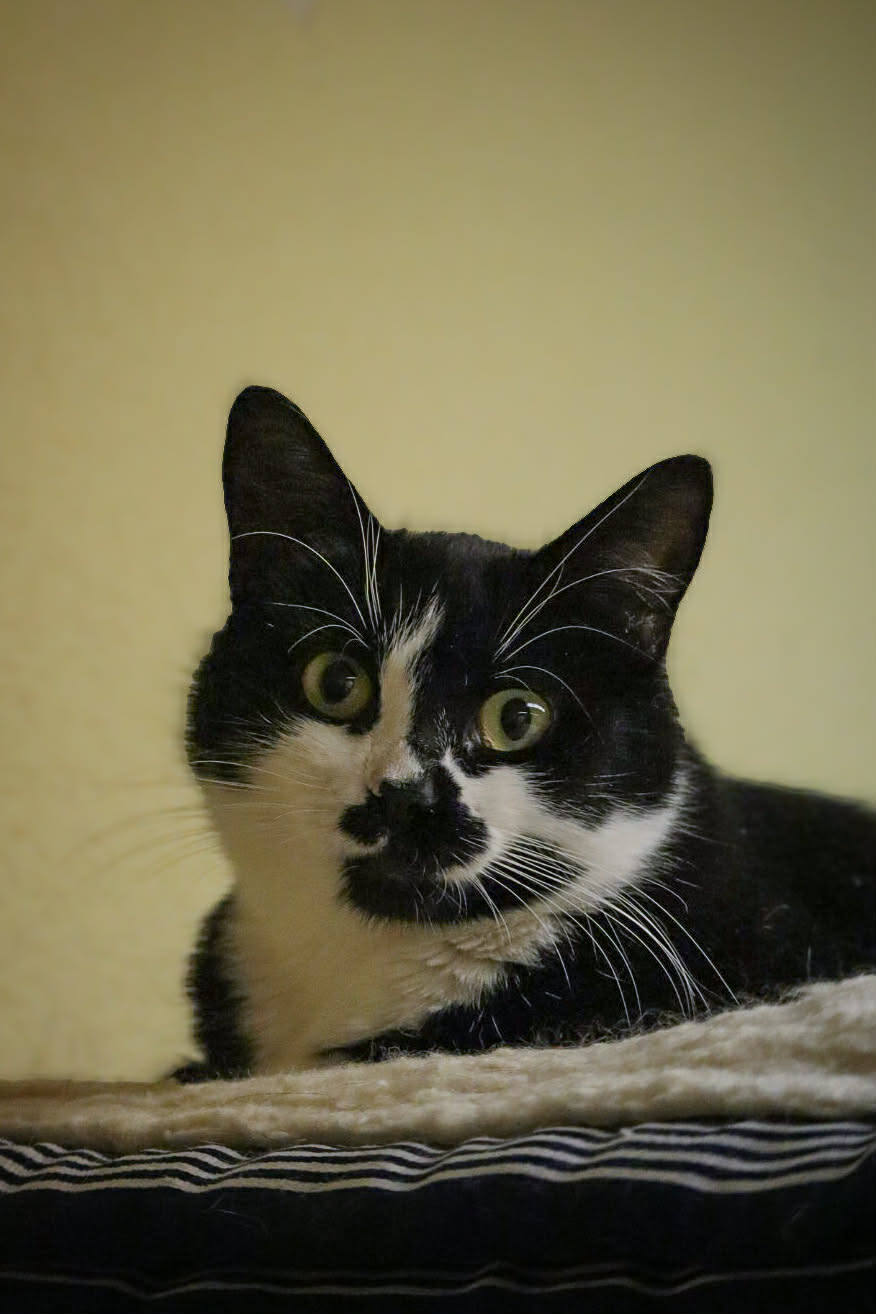 A black and white cat is sitting and staring at the camera