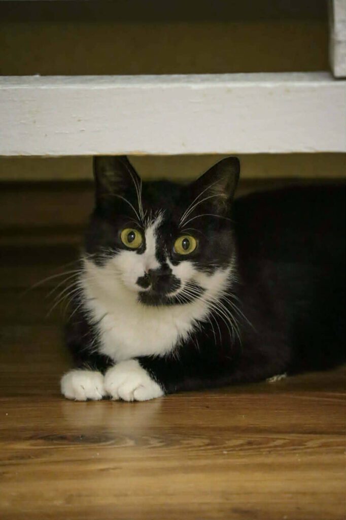 A black and white cat is sitting on the floor and staring at the camera. Her paws are under her body and she is in perfect loaf formation