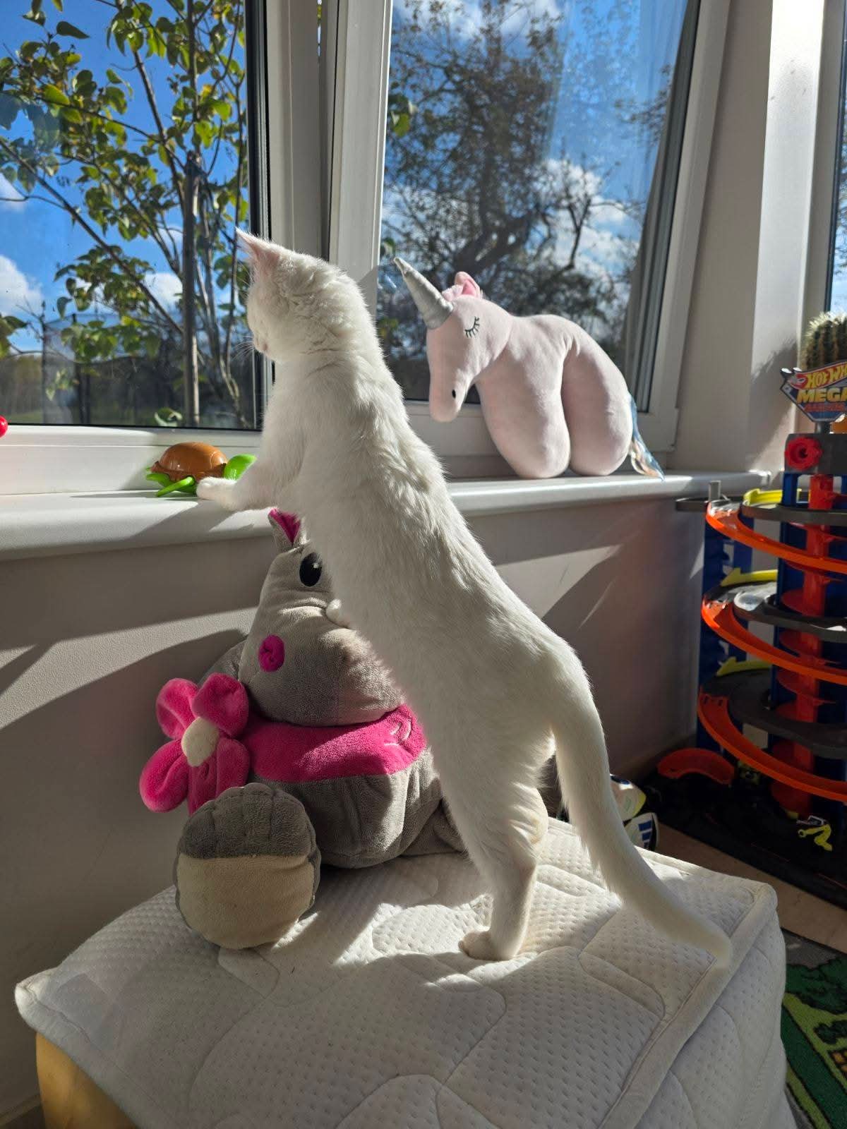 A white cat is standing on its legs and looking out a window