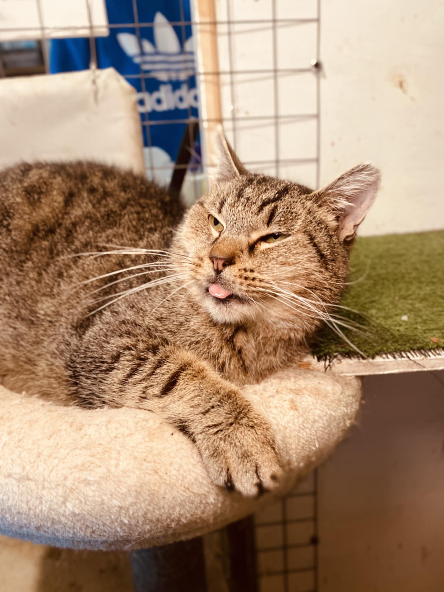 An old gray tabby cat is laying down and looking up. His tongue is sticking out
