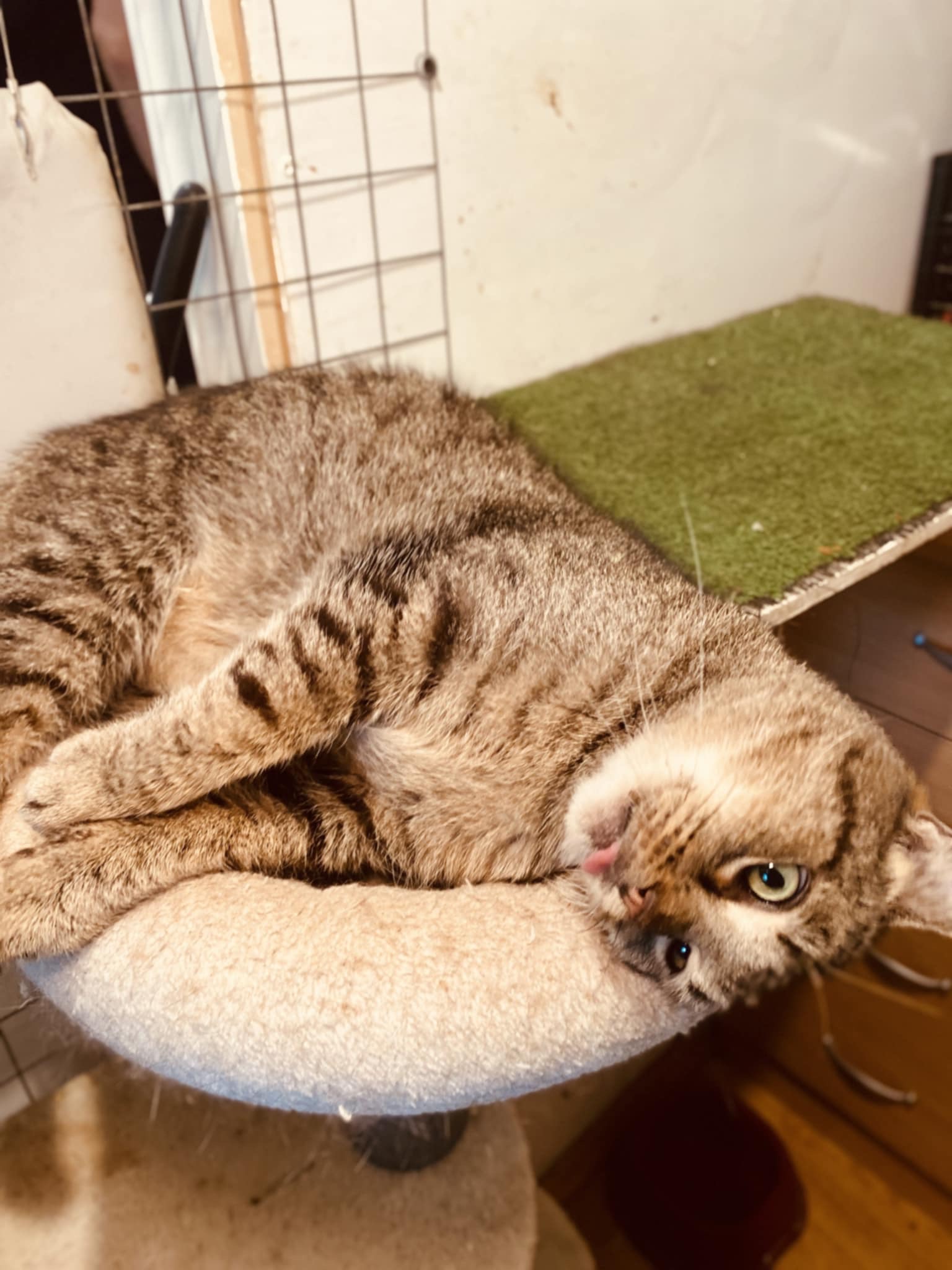 An old gray tabby cat is curled up on a round cat tree. His eyes are wide, like he is questioning his life decisions. 