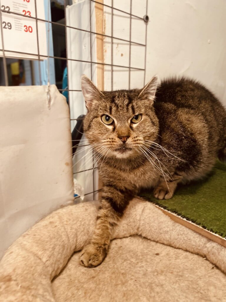 An old tabby cat is getting into a cat bed