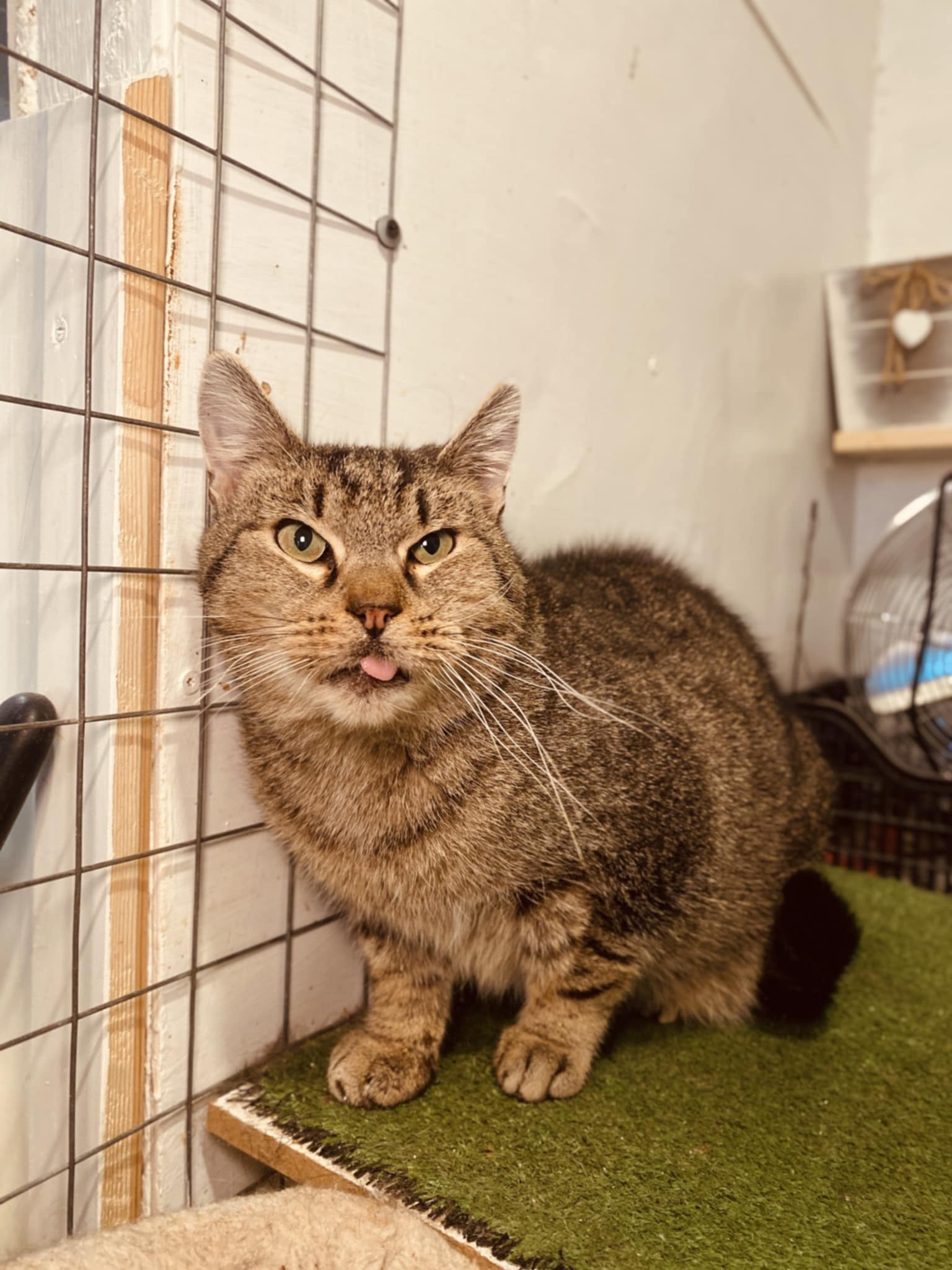 An old gray tabby cat is sitting on astro turf in a room. His tongue is sticking out