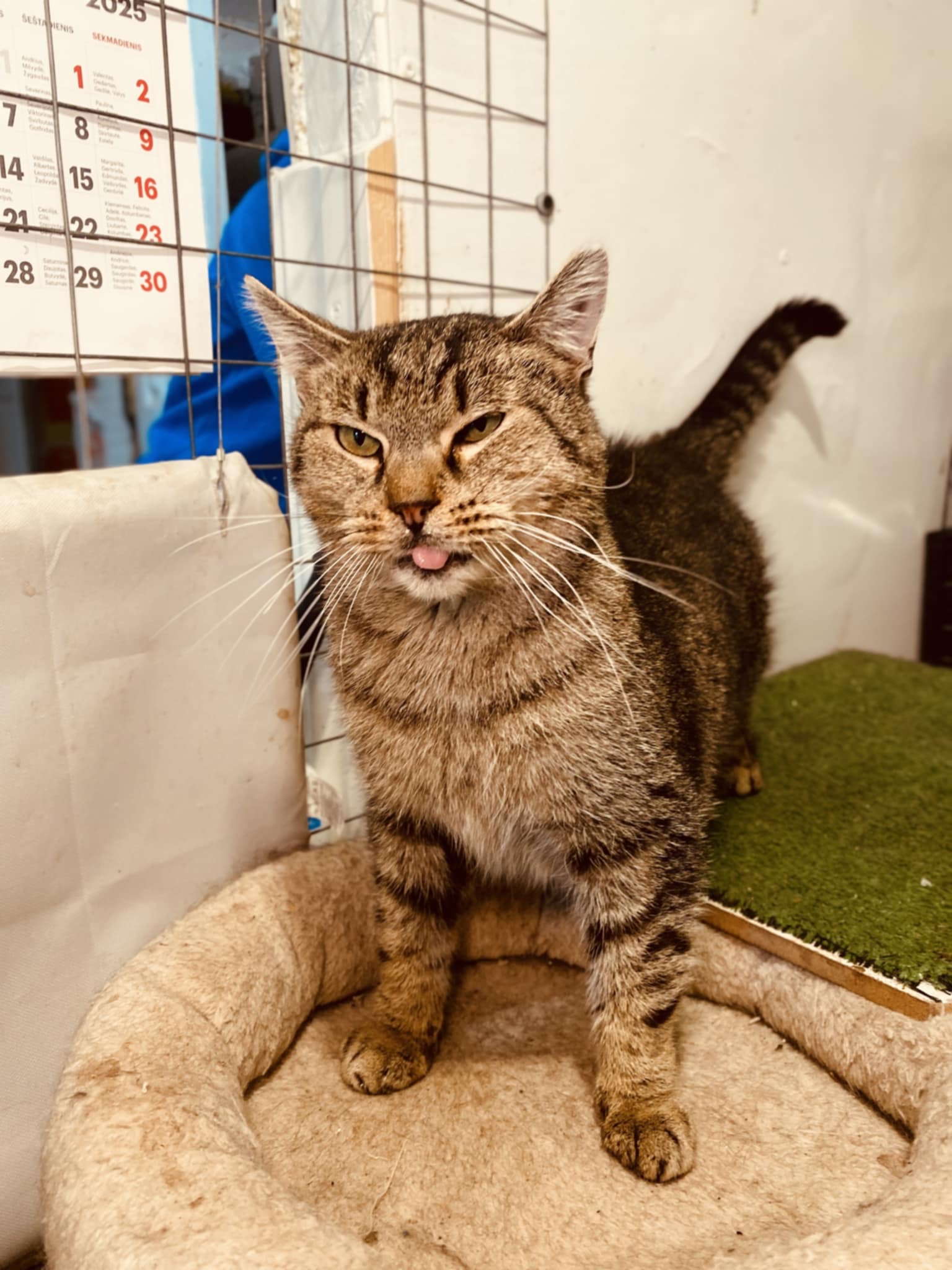 An old gray tabby cat is standing in a cage and looking up. His tongue is sticking out