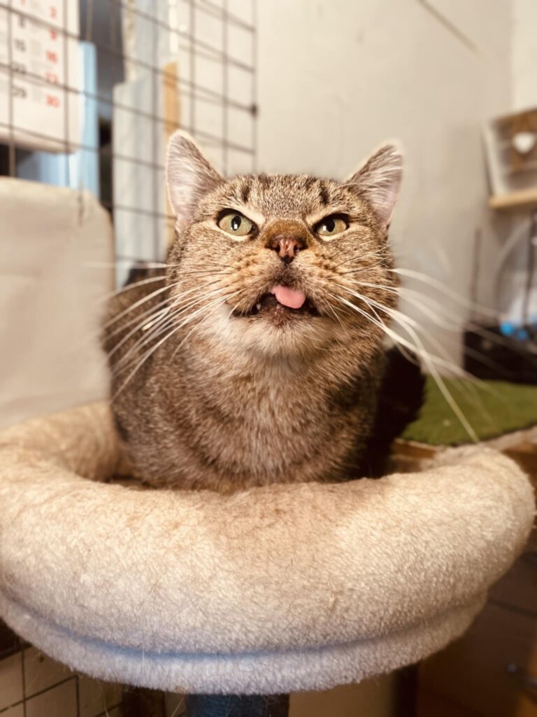 An old gray tabby cat is laying down and looking up. His tongue is sticking out