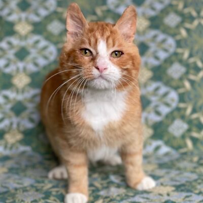 A white and orange cat is sitting on a teal chair