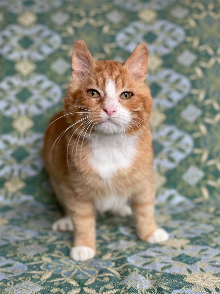A white and orange cat is sitting on a teal chair