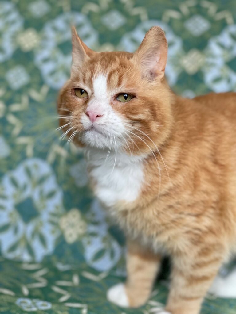 A white and orange cat is standing on a teal chair