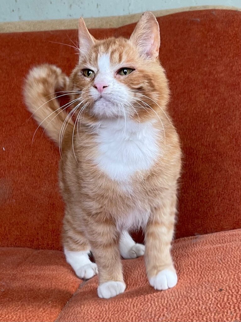 A white and orange cat is standing on an orange sofa