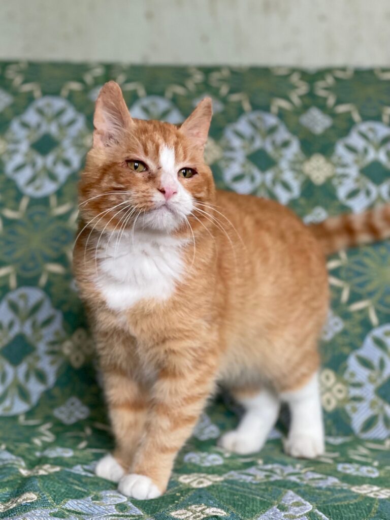 A white and orange cat is standing on a teal chair