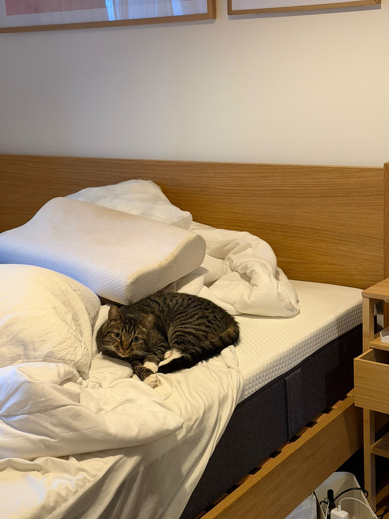 A gray tabby cat is laying on a white bed