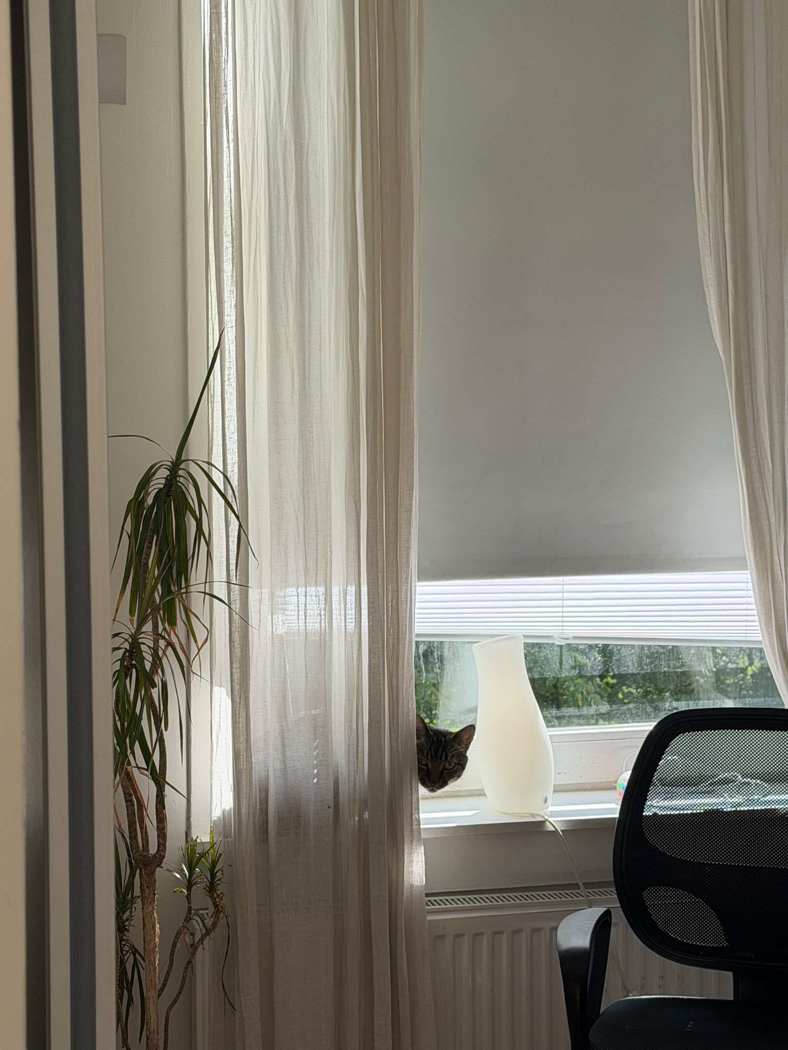A gray tabby cat is hiding behind some curtains