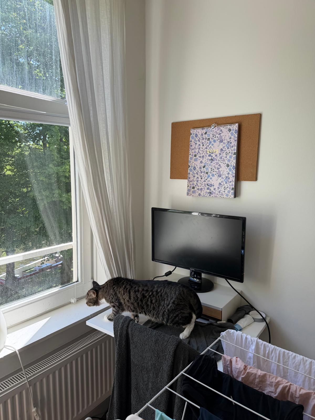 A gray tabby cat is walking on a desk towards a window
