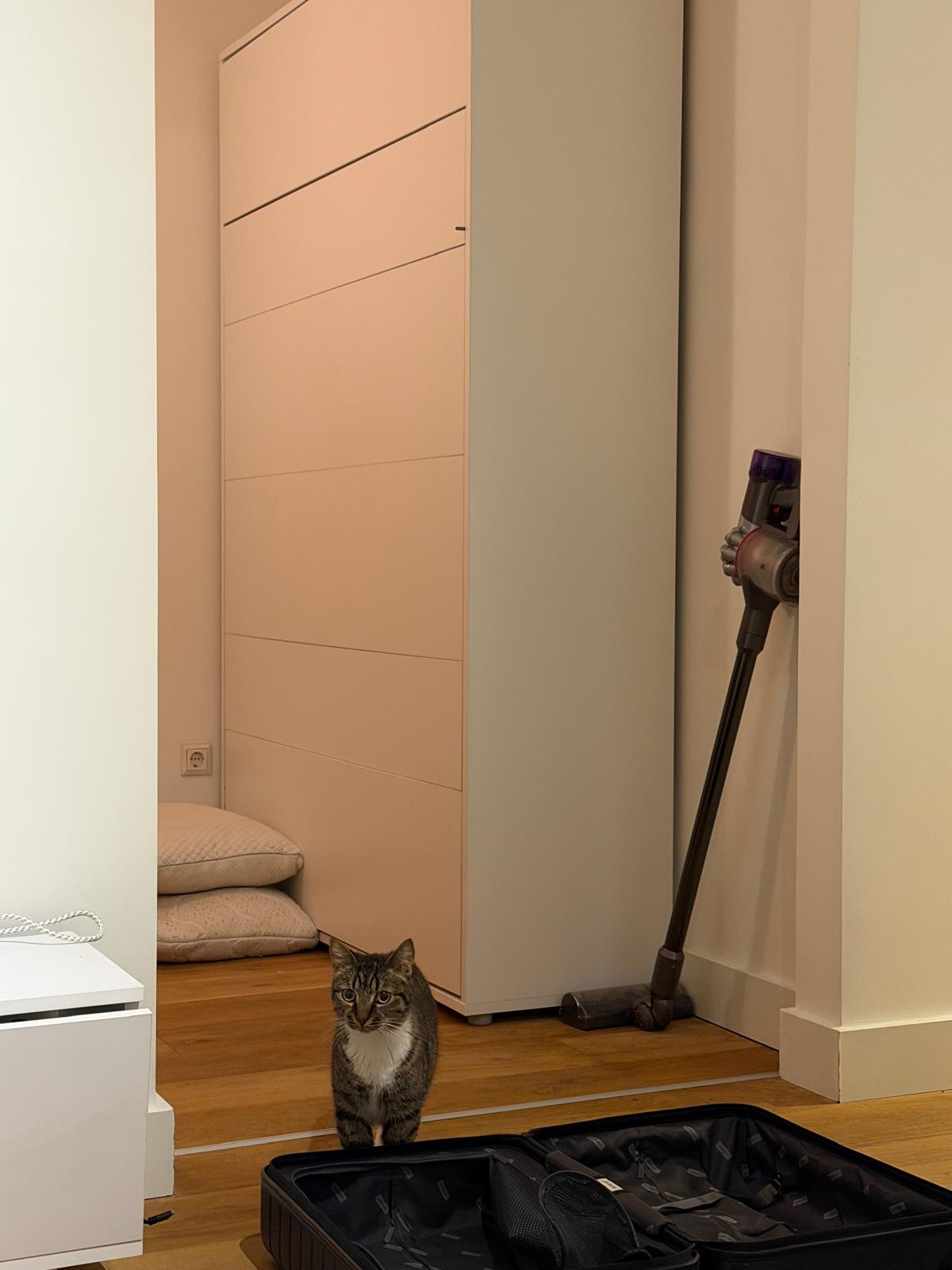 A gray tabby cat is curious about an empty open suitcase