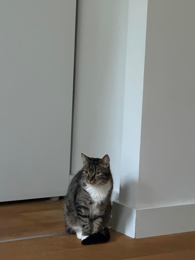 A gray tabby cat is sitting politely on the floor