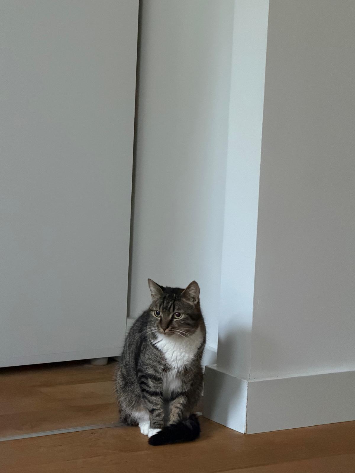 A gray tabby cat is sitting politely on the floor