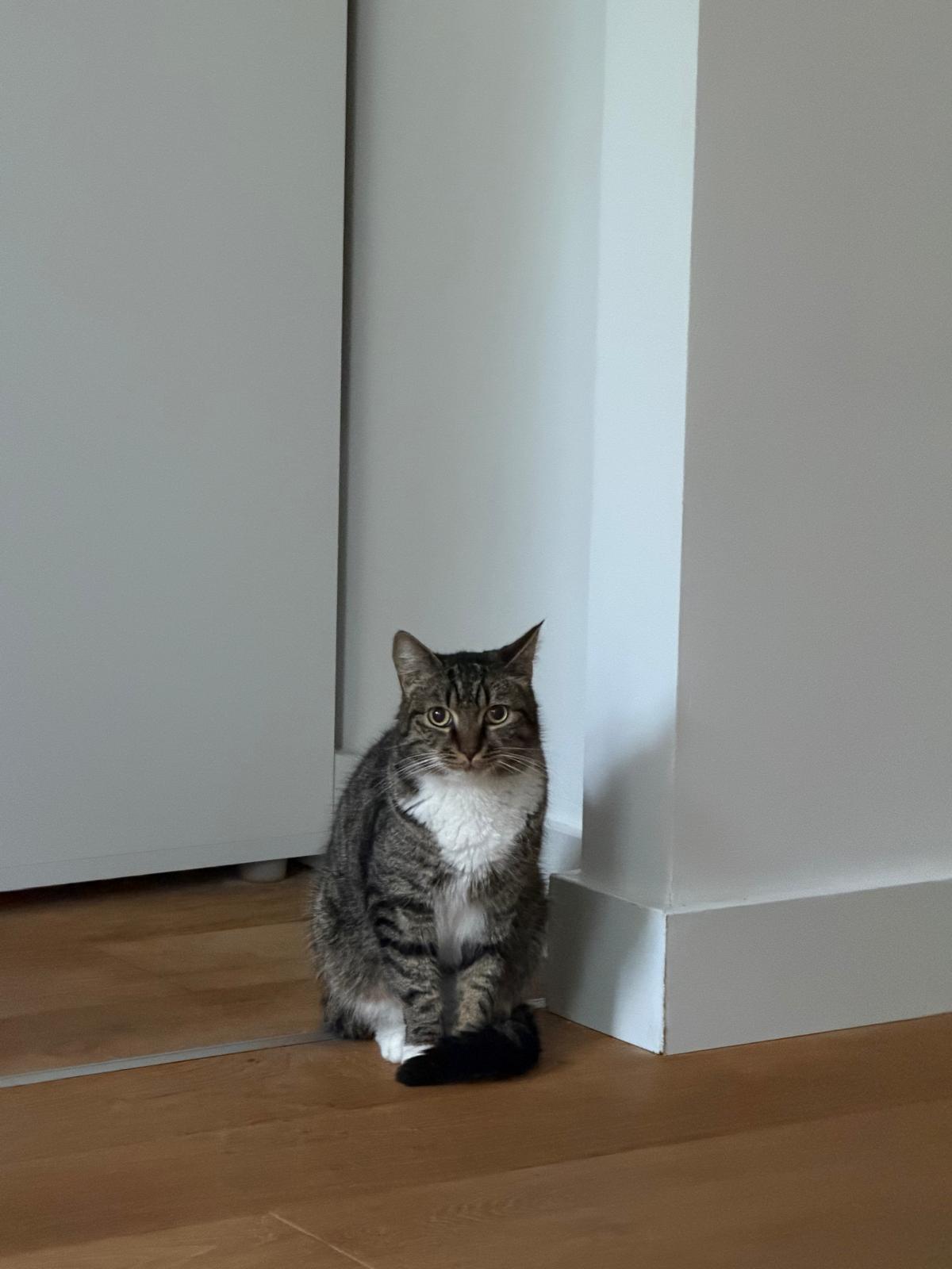 A gray tabby cat is sitting politely on the floor