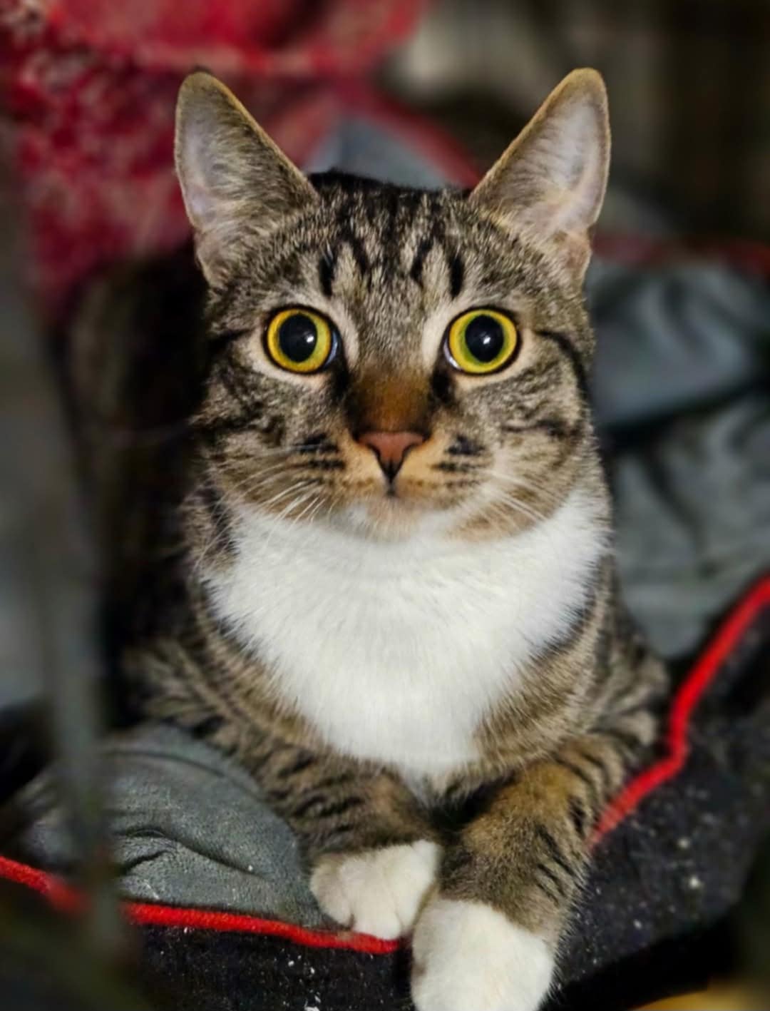 A gray striped tabby kitten with white paws is sitting in a bed. He has huge eyes