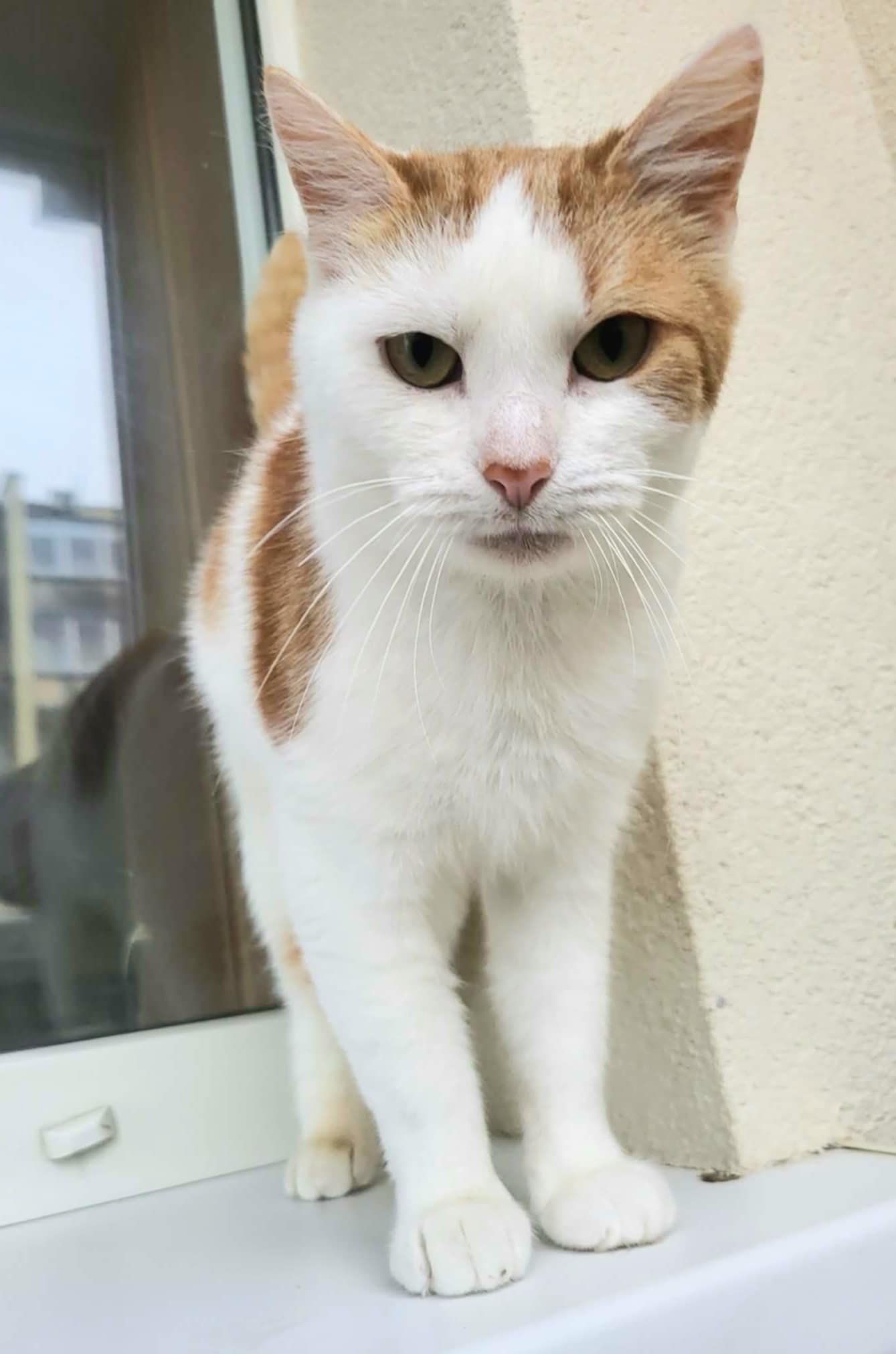 An orange and white cat is standing next to a window