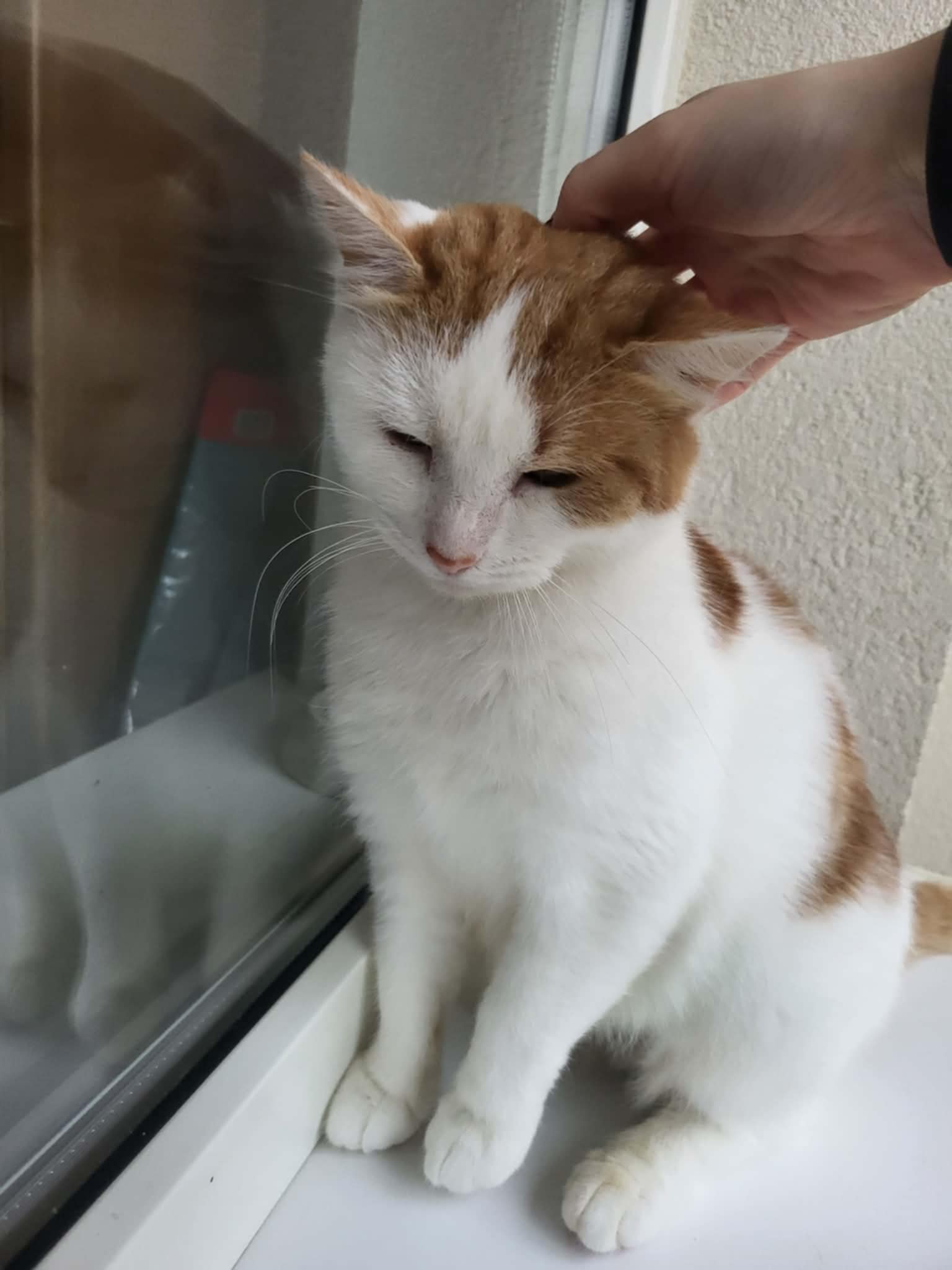 An orange and white cat is sitting next to a window. Someone is petting her