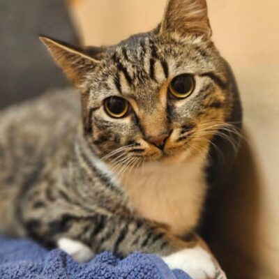 A gray striped tabby kitten with white paws is sitting on a blanket. He has huge eyes