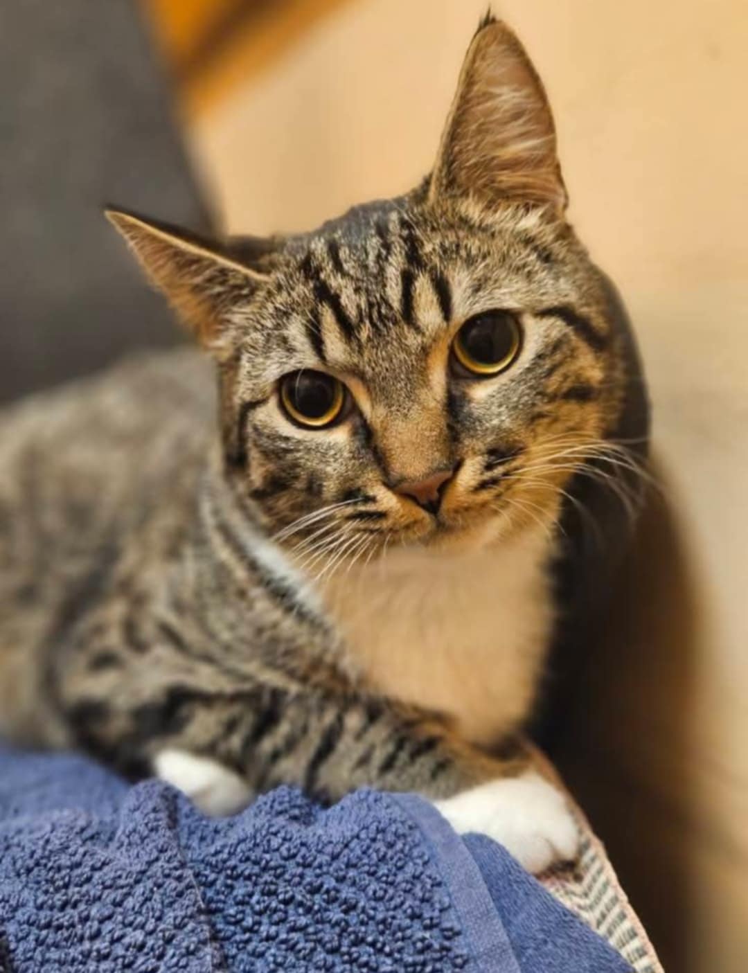 A gray striped tabby kitten with white paws is sitting on a blanket. He has huge eyes