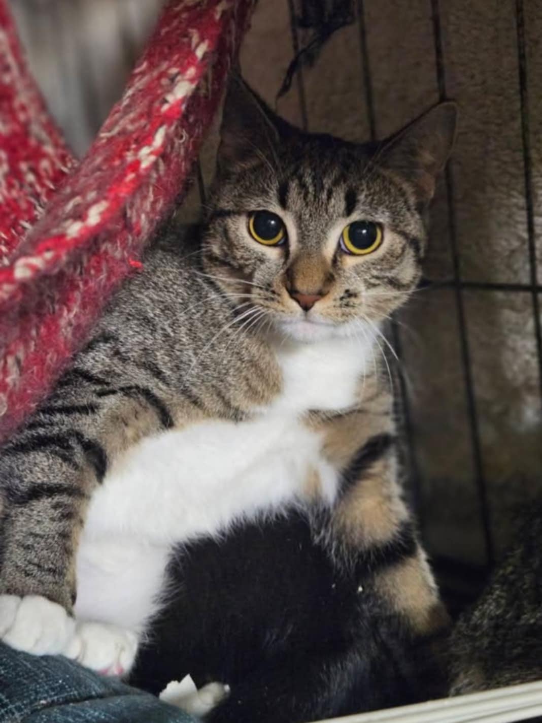 a gray striped tabby kitten is sitting in a cat hammock in a cage