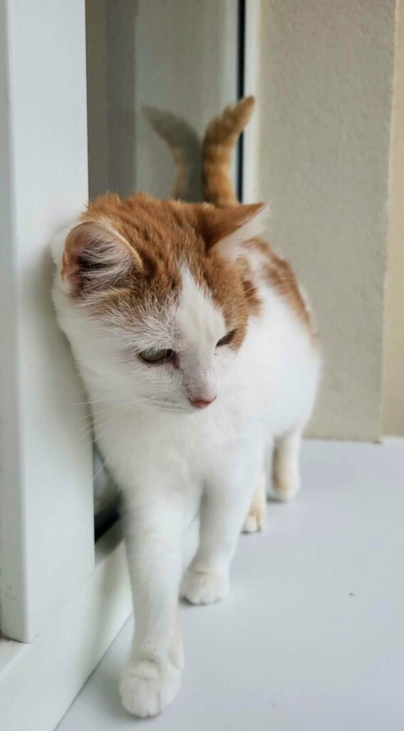 An orange and white cat is standing next to a window