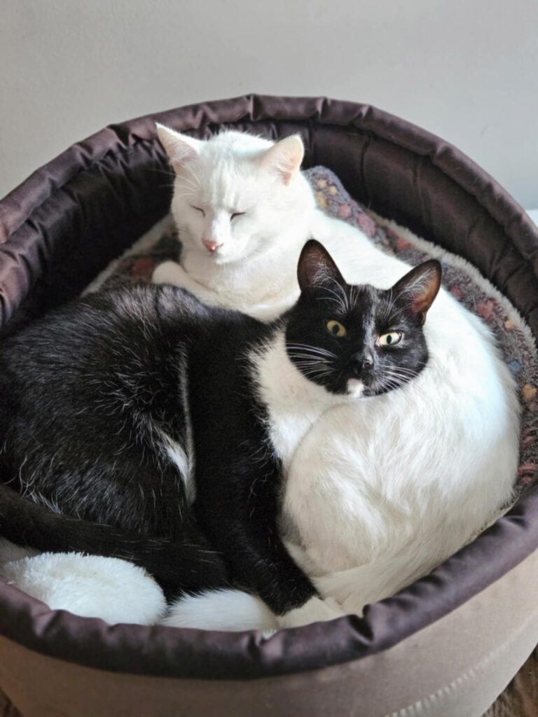 A white cat and a tuxedo cat are sitting next to each other. The white cat has closed eyes and the tuxedo is looking at the camera.