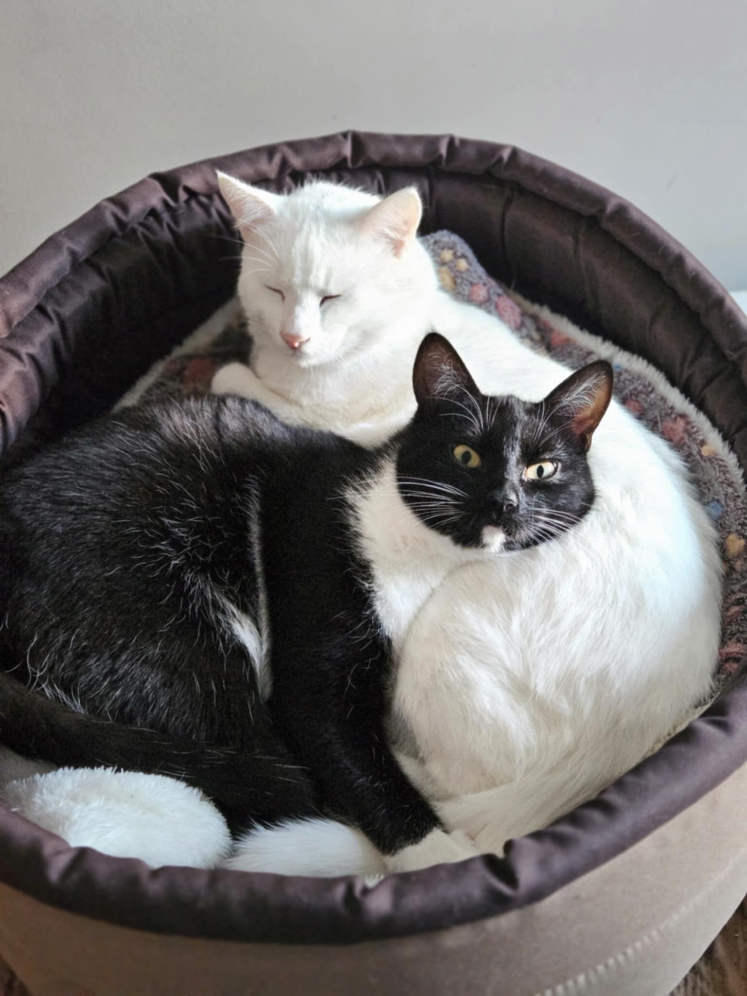 A white cat and a tuxedo cat are sitting next to each other. The white cat has closed eyes and the tuxedo is looking at the camera.