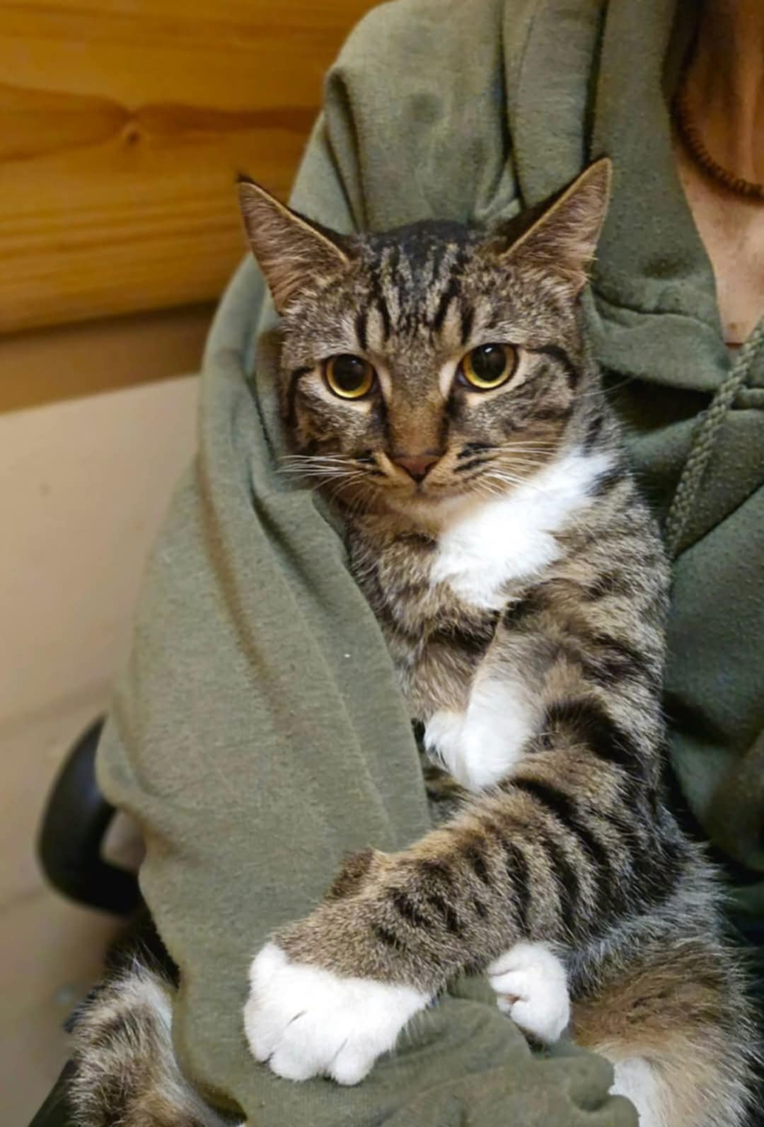 Someone is holding a gray striped tabby kitten
