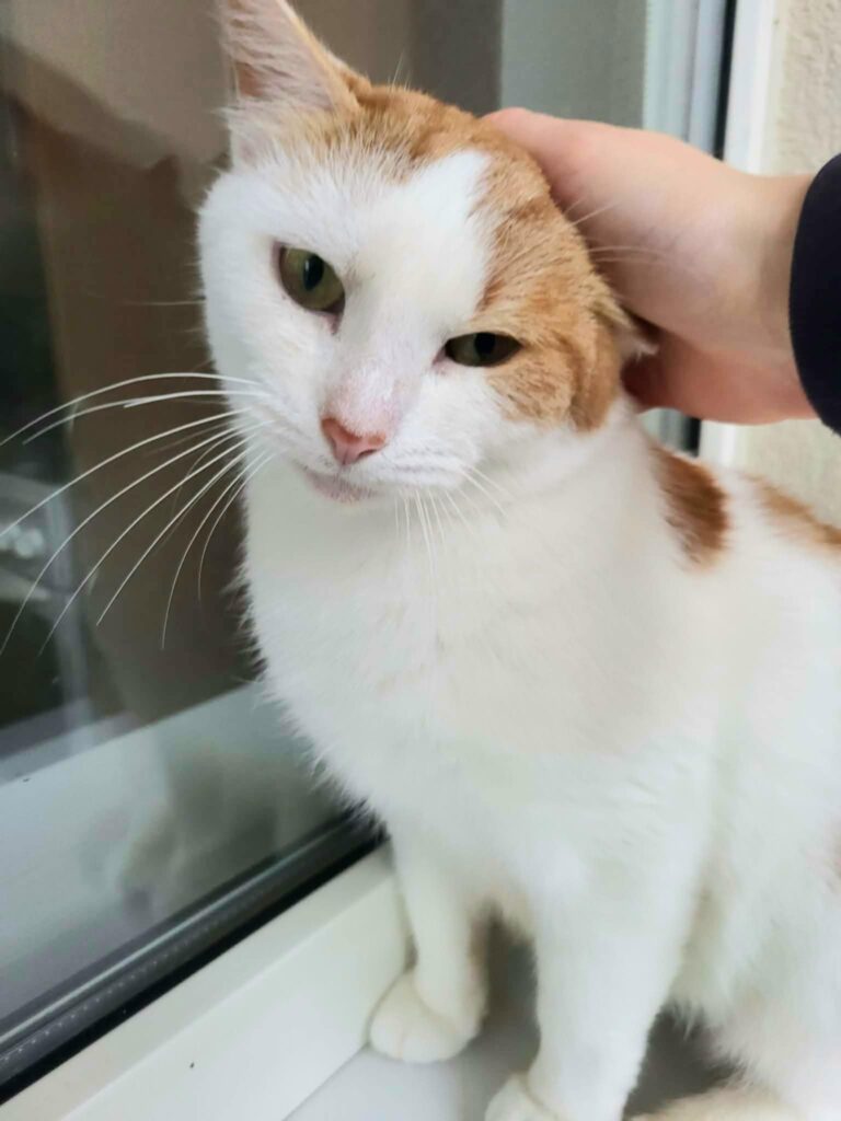 An orange and white cat is sitting next to a window. Someone is petting her