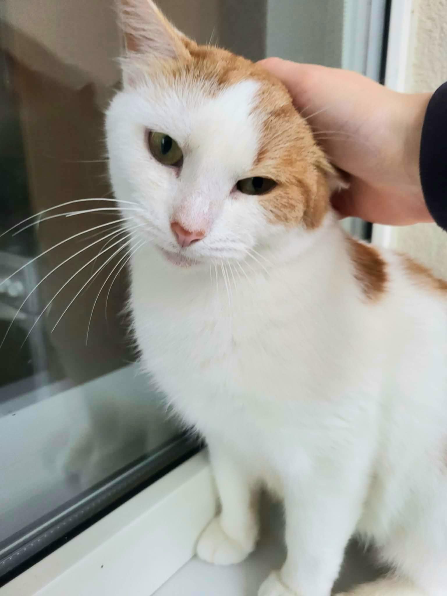 An orange and white cat is sitting next to a window. Someone is petting her