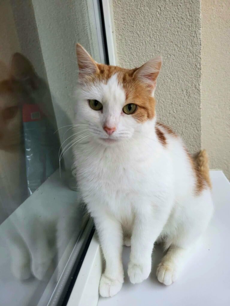 An orange and white cat is sitting next to a window