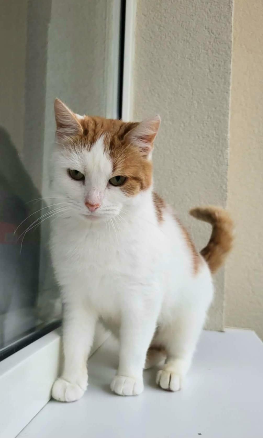 An orange and white cat is sitting next to a window