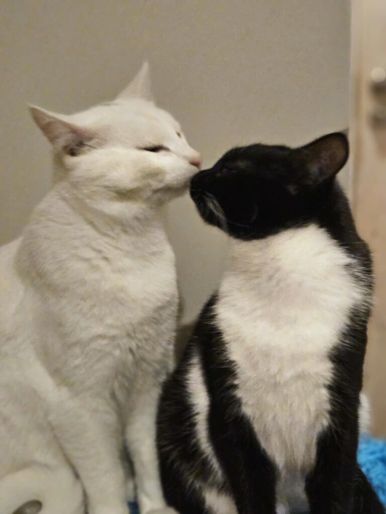 A white cat and a tuxedo cat are sitting next to each other and touching noses