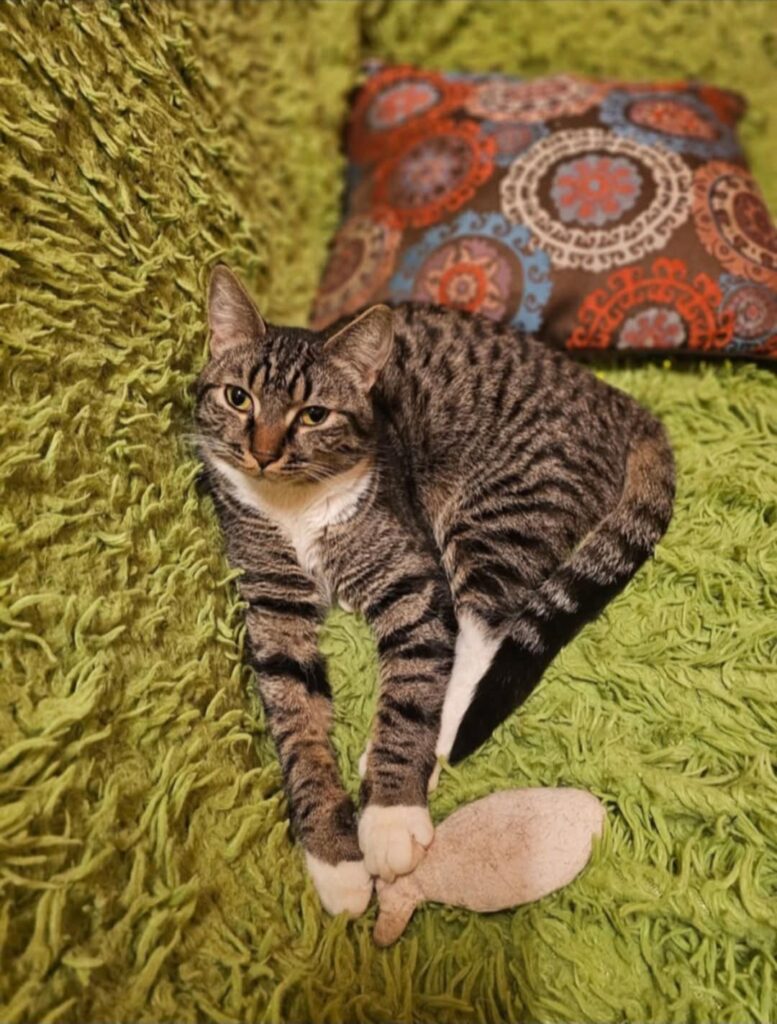 A gray striped tabby kitten is playing with a toy on a green shag carpet