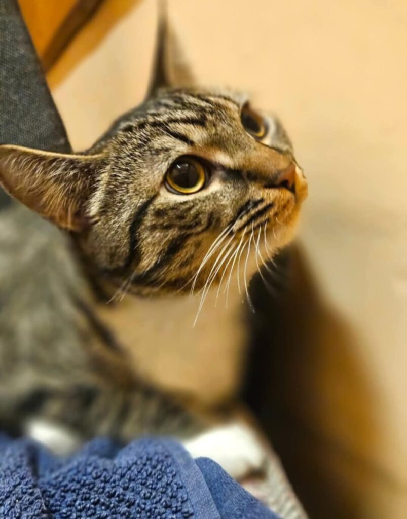 A gray striped tabby kitten is staring at something off screen. He has white paws