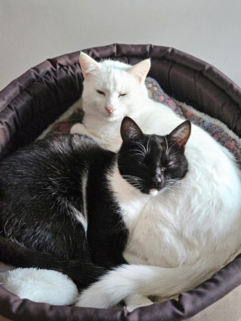 A white cat and a tuxedo cat are curled up in a cat bed