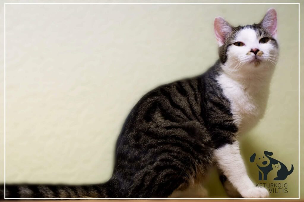 A gray and white tabby cat is sitting on the floor and staring at the camera