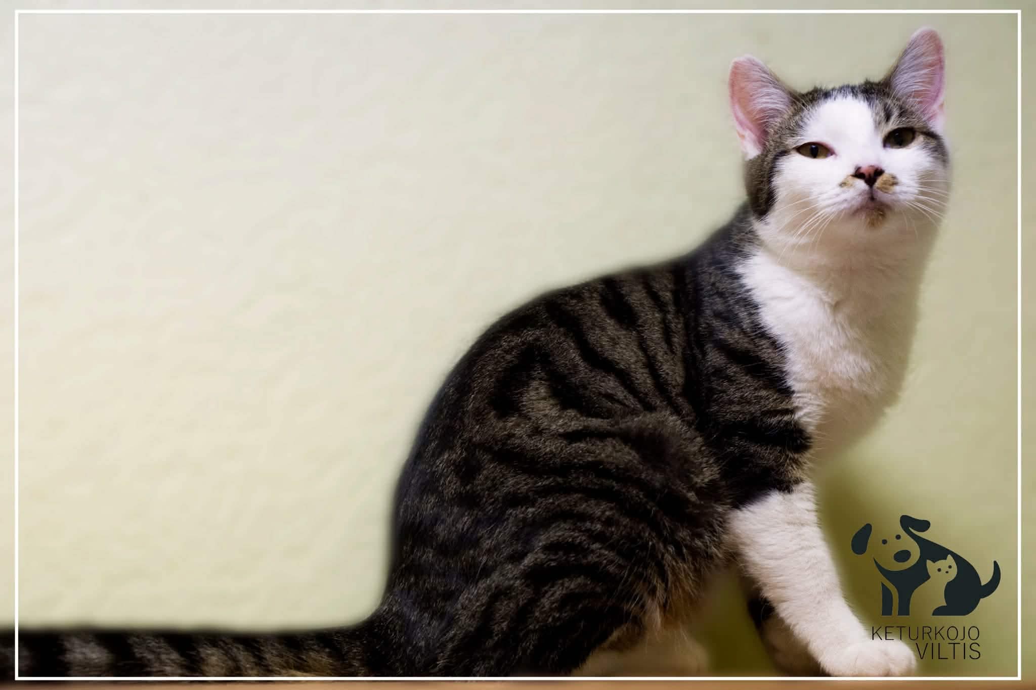 A gray and white tabby cat is sitting on the floor and staring at the camera
