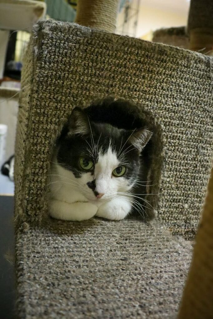 A black and white cat is sitting in a cat cubby with his legs curled in front of him.