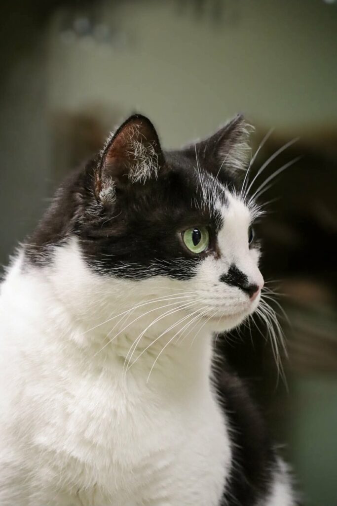A black and white cat is staring at something off camera