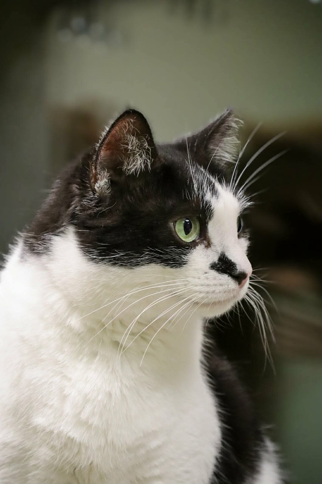 A black and white cat is staring at something off camera