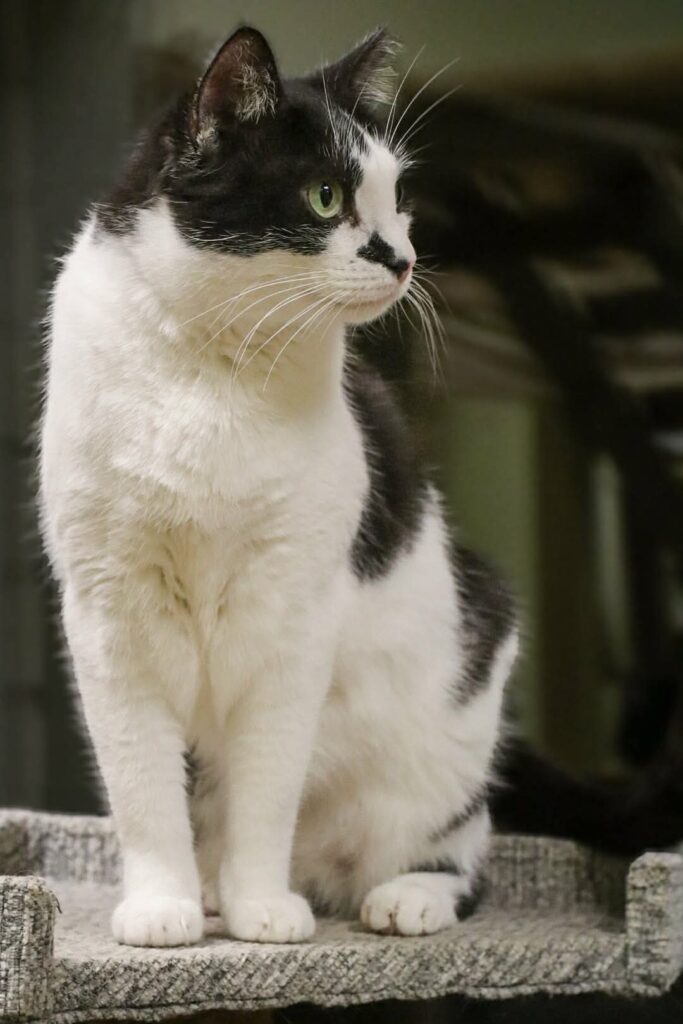 A black and white cat is staring at something off camera