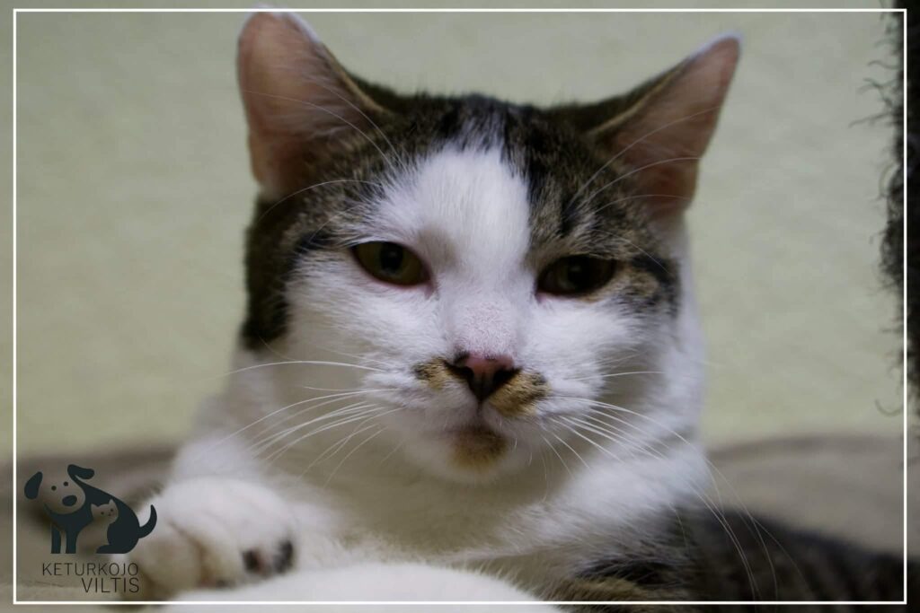 A gray and white tabby cat is laying down and staring at the camera. He has a dark nose with spots next to it