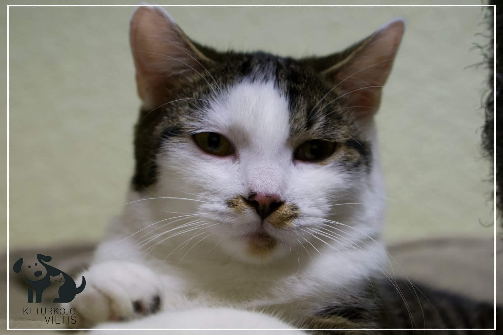 A gray and white tabby cat is laying down and staring at the camera. He has a dark nose with spots next to it