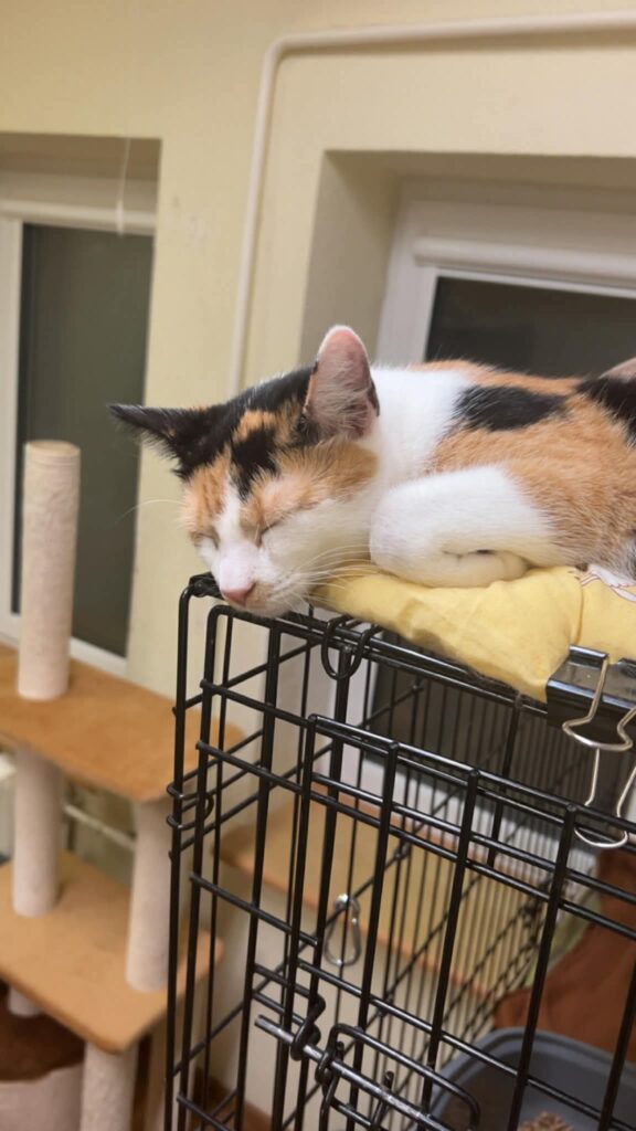 A young calico cat is sleeping on top of a cage with her paws curled up cutely 
