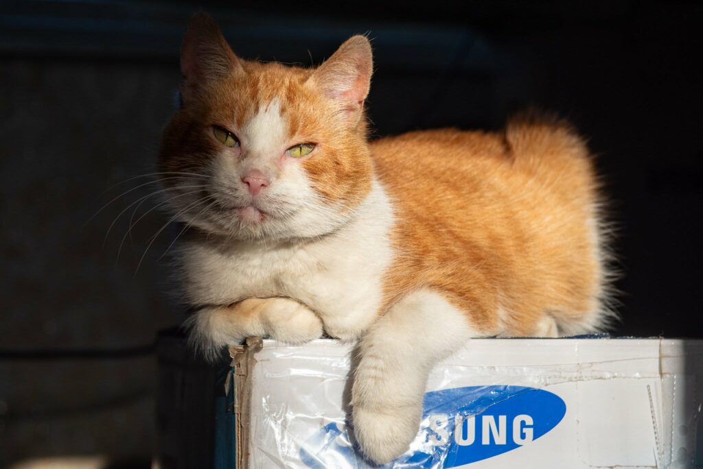An orange cat is sitting on top of a Samsung box and is in partial sunlight. It is relaxed and one paw hangs over the box